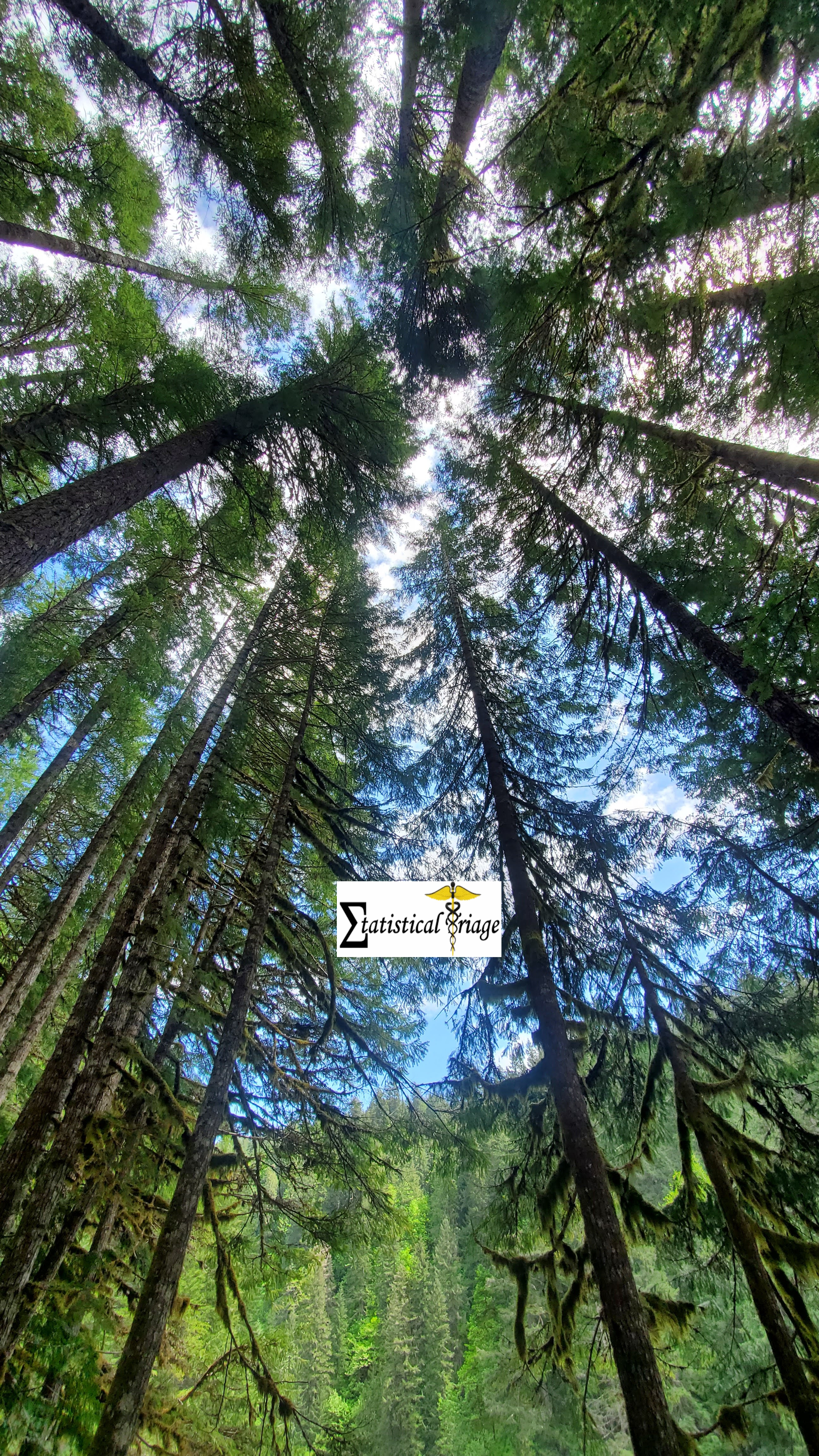 Looking up through a mossy Pacific Northwest forest toward a forested hilltop
